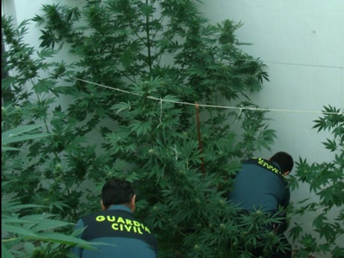 Algunas de las plantas decomisadas en una vivienda de Tahal