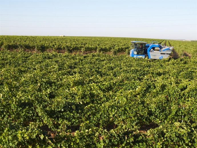 La D.O. Rueda, a la espera del comienzo de la vendimia