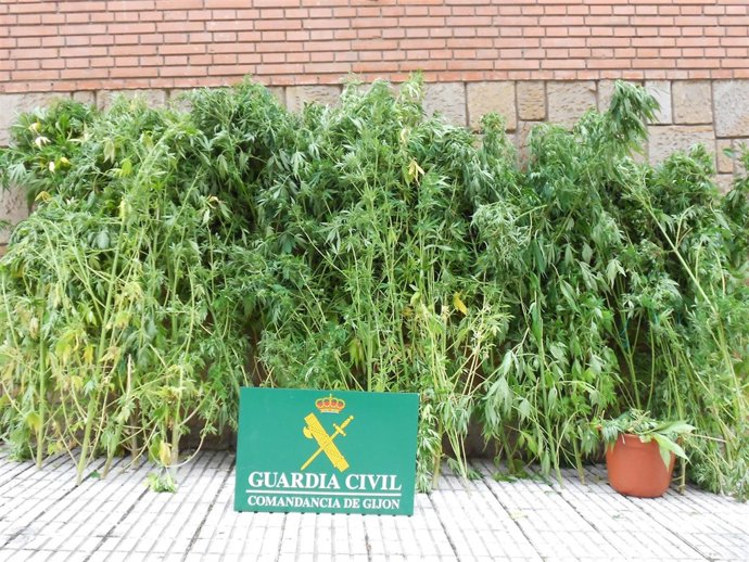 Plantación de marihuana en Gijón