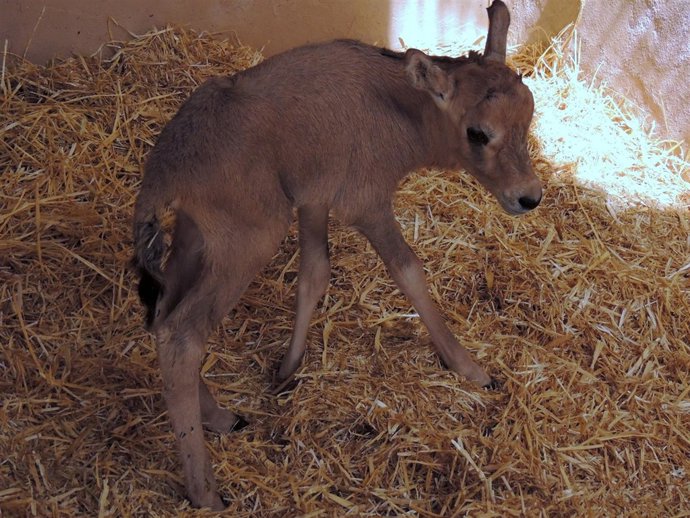 Primera cria Oryx hembra en Oasis Park