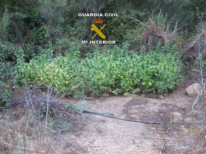 Plantación de marihuana