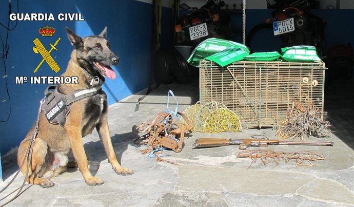 Perro que actuó en la operación contra cebos envenenados y las artes incautadas.