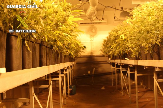 Intervinenen 400 plantas de marihuana