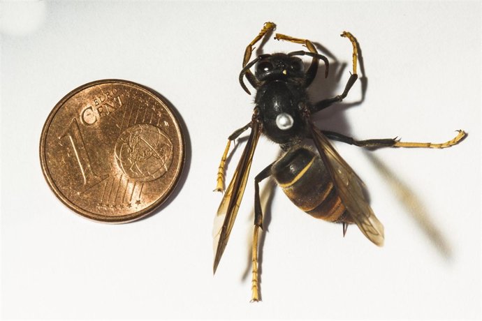 La avispa invasora 'Vespa Velutina'