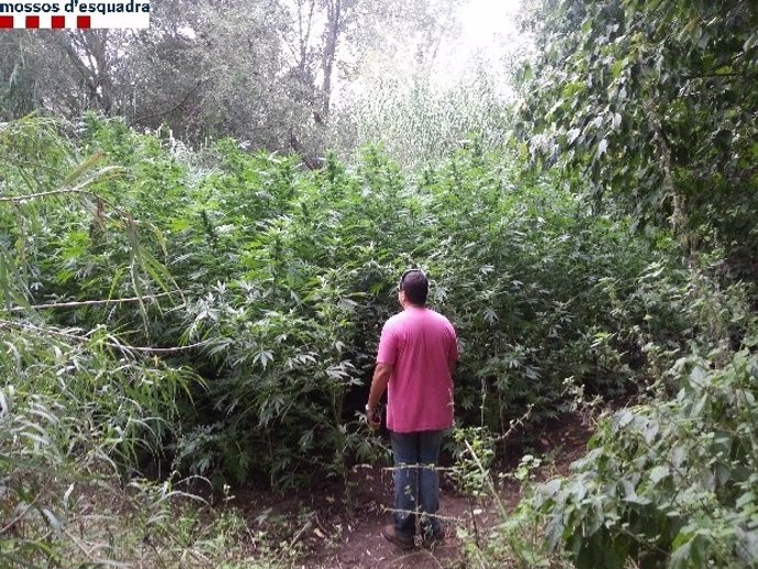 Plantación de marihuana en el Baix Empordà