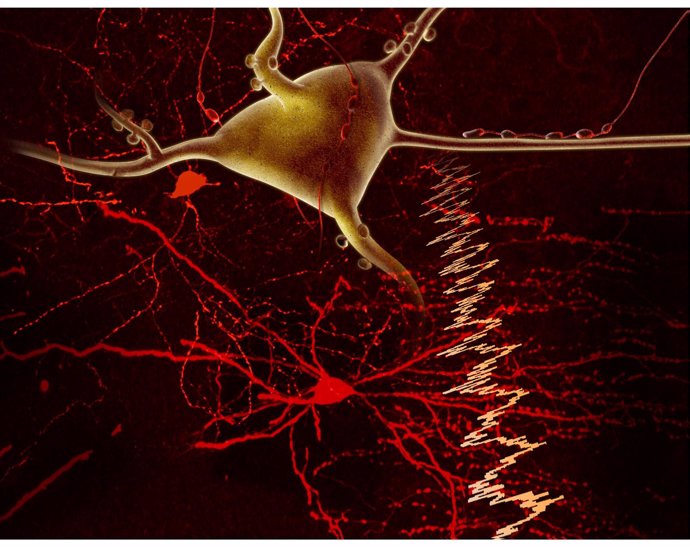 Relación de interneuronas inhibitarios y neurona piramidal en la corteza cerebra
