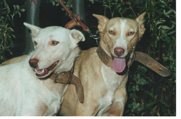 Podenco paternino. 