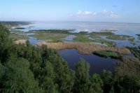 WWF acusa a la Junta de buscar "amnistiar el uso ilegal del agua en Doñana"