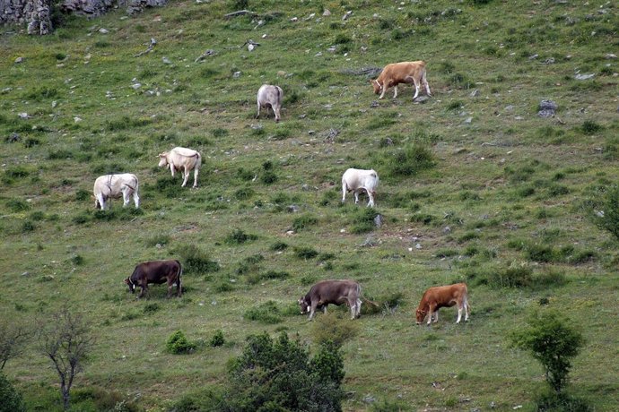 Paisaja de la Sierra Cebollera