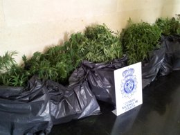 La marihuana intervenida