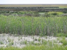 Vista De Las Marismas De Doñana