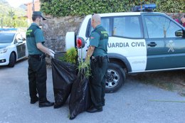 Efectivos de la Guardia Civil con parte de la marihuana incautada