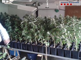 Plantas de marihuana en domicilios de Vallès Oriental y Maresme