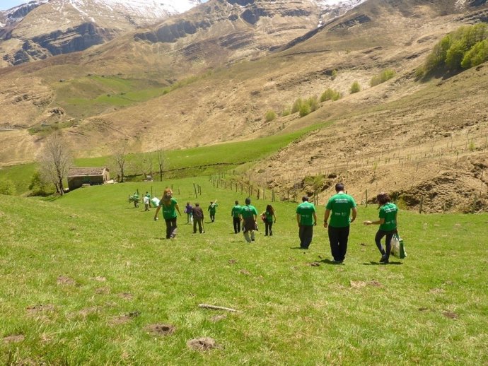 Jornada de reforestación de la Montaña Pasiega
