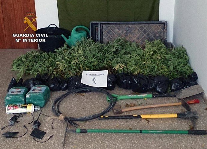 Detenido un individuo con más de una veintena de plantas de marihuana 