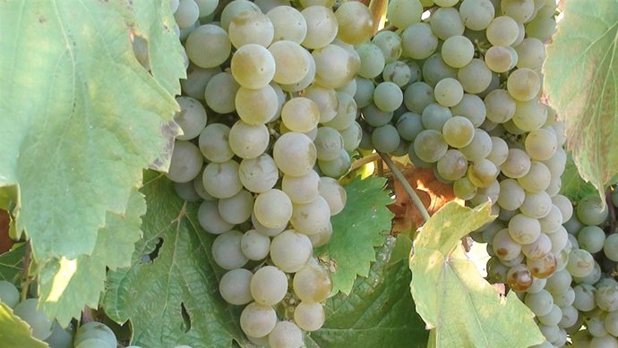Viñedo-uvas