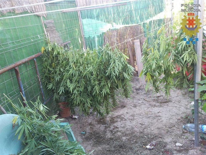 La Policía Local de Murcia desmantela una plantación de marihuana
