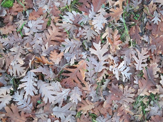 Otoño, otoñal. Hojas secas. Caducifolio