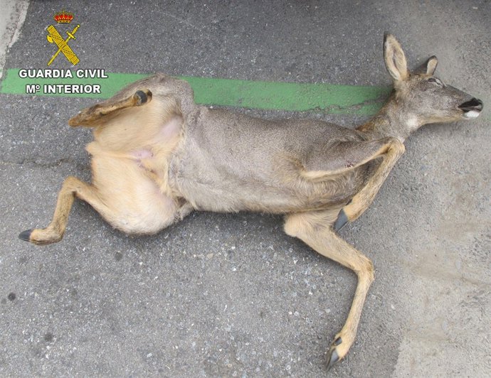 Corzo muerto que fue encontrado por la Guardia Civil.