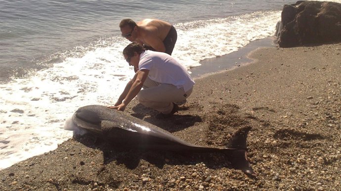 Delfín muerto en Almuñécar