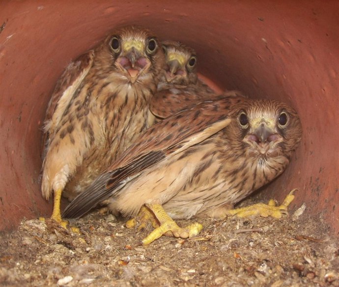 Cernícalos Primilla En El Nidal De Un Edificio Histórico