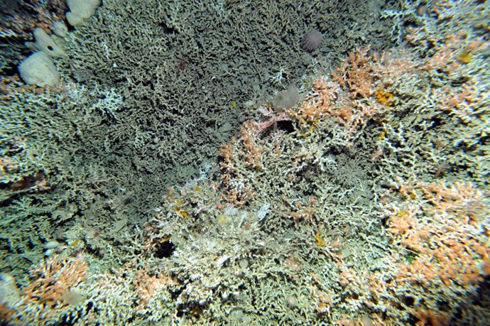 Corales de aguas frías                