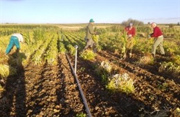 Arrancado a mano de las alubias