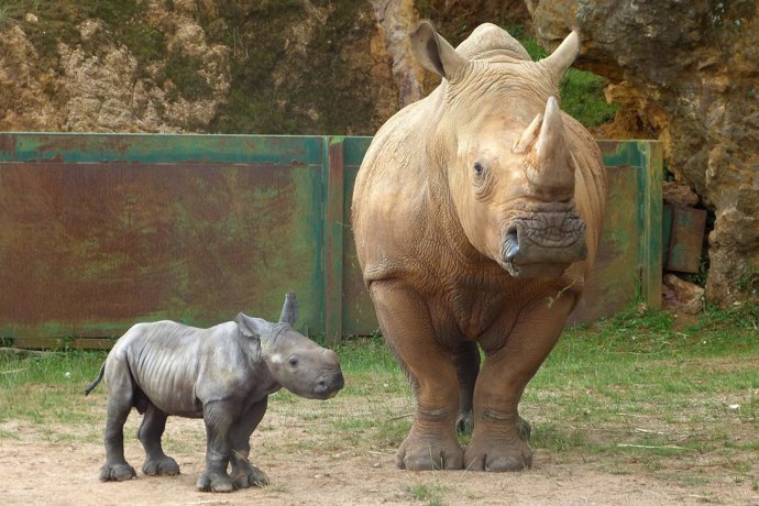 Cría de rinoceronte blanco junto a su madre