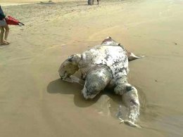 Tortuga hallada muerta en una playa de Punta Umbría