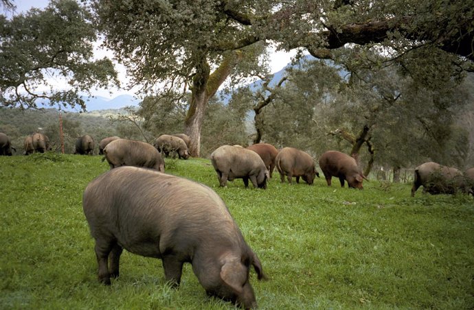 Dehesa De Extremadura