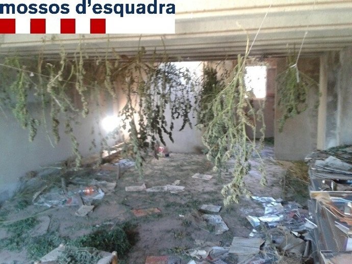Plantas de marihuana secándose en una finca de Pera