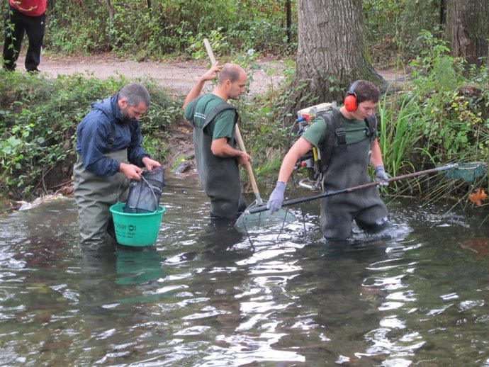 Reintroducción de la trucha en Grazalema
