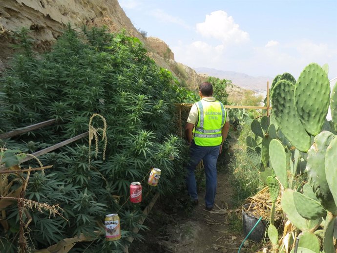 Plantas de marihuana ocultas entre chumberas