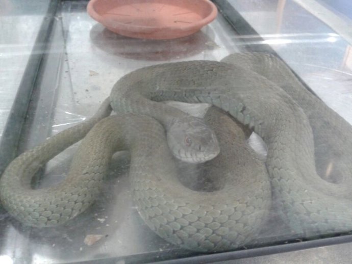 Serpiente bastarda capturada por la policía local de malaga