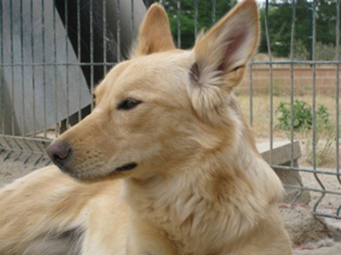 Centro de Protección Animal