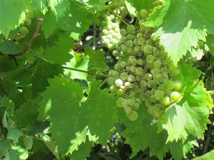 Uva, Racimo, Vendimia, Fruta