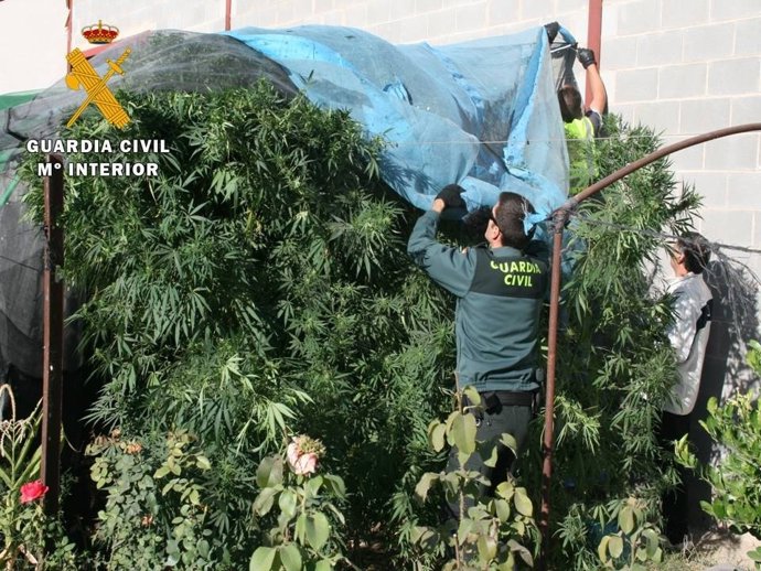Cananbis intervenido por la Guardia Civil en Fuentes de Ebro