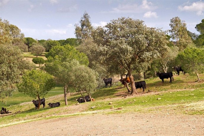 Finca en Huelva con toros bravos. 