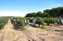 Imagen de un taller de enoturismo en vendimia