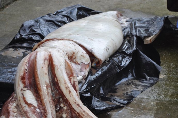 Calamar gigante hallado en una playa de Pechón