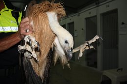 Buitre leonado recuperado por la Policía Local de Málaga