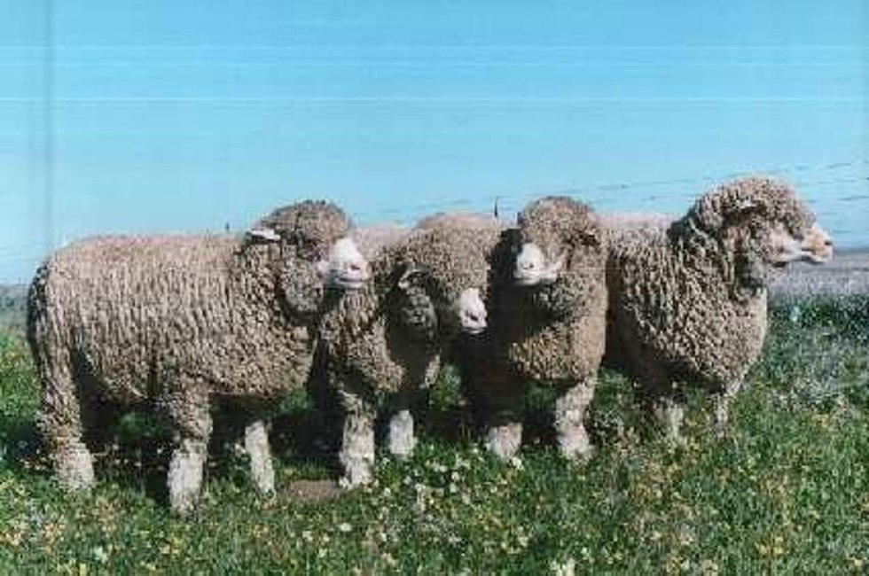 Ovejas