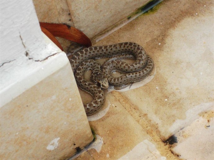 Serpiente encontrada en La Orotava