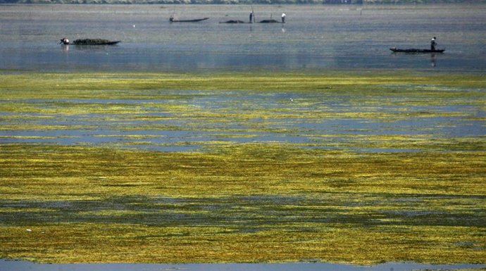 Cultivo De Algas Marinas