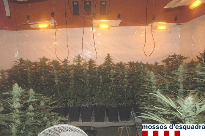 Plantación de marihuana en Vilafant (Girona)