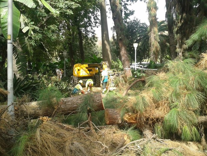 Arbol centenario pino canario caido en paseo del parque de málaga por la edad