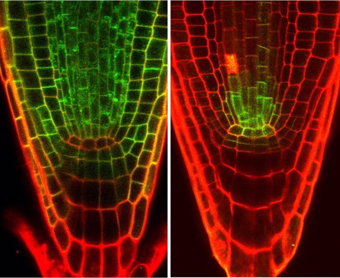 Imágenes microscópicas de receptores de hormonas brasinoesteroides en plantas