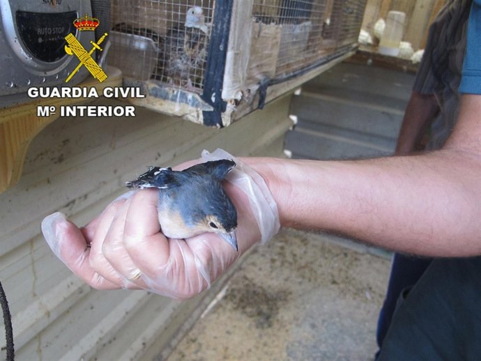La Guardia Civil incauta 17 aves protegidas en Gran Canaria