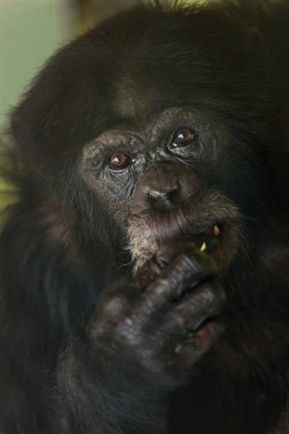 Chimpancé. Animales exóticos. 