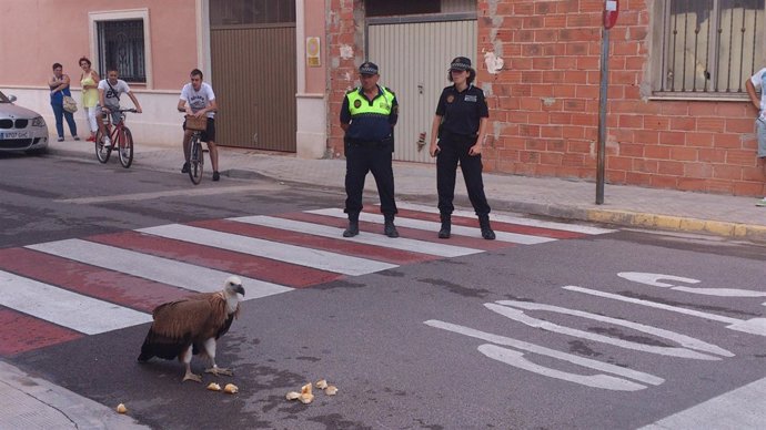 Buitre recuperado en Villanueva de Castellón